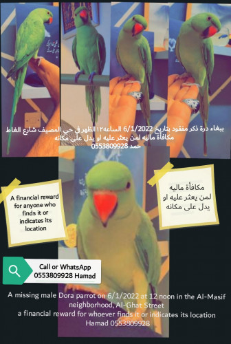  ببغاء درة ذكر مفقود