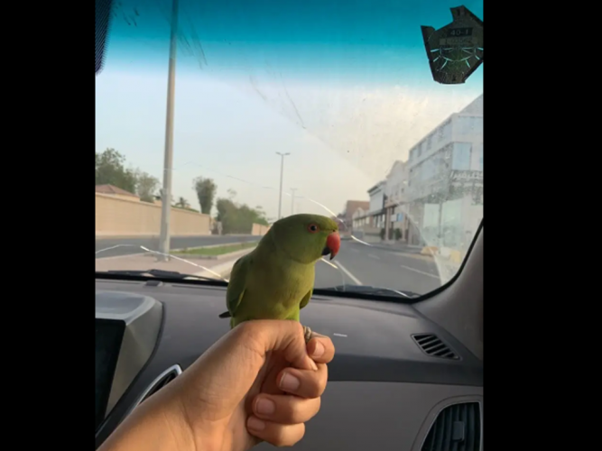  دره مفقوده