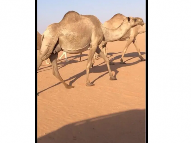  ناقه شعلا