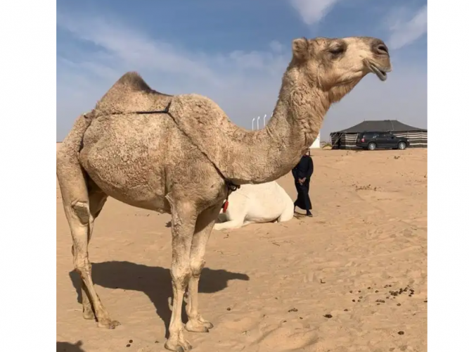  ناقه شقحاء للبيع
