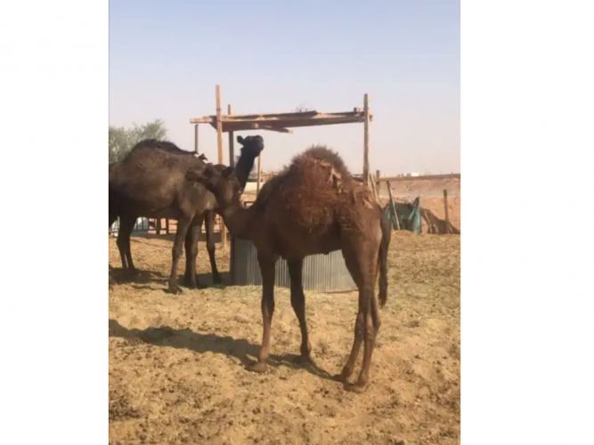  قعود للبيع