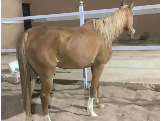  فرس مسروقه