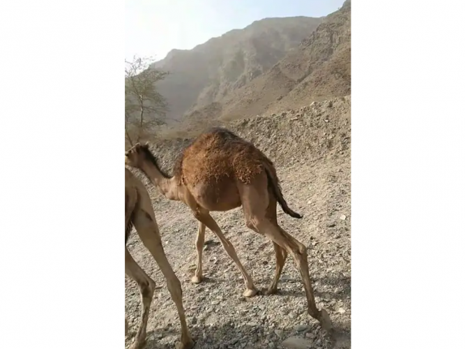  اعلان عن بكره مفقوده