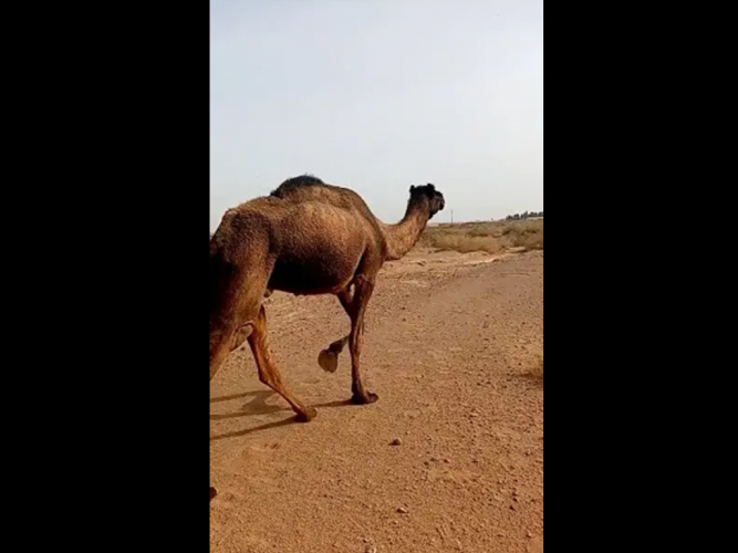  نياق ضايعات