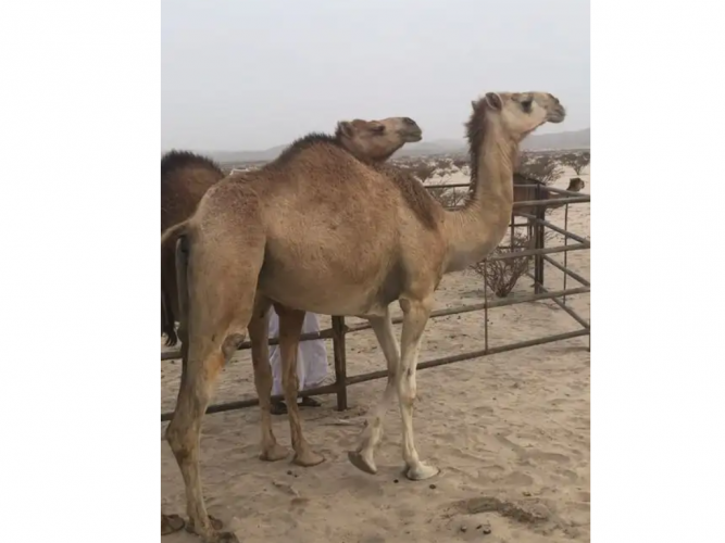  لقحه حمرا وجذعه شقحا
