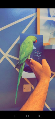  advs/135288 ببغاء درة ذكر مفقود