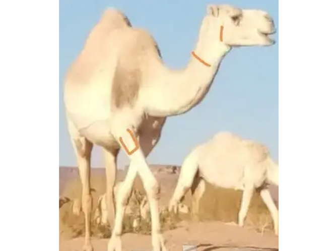  ناقه ضايعه