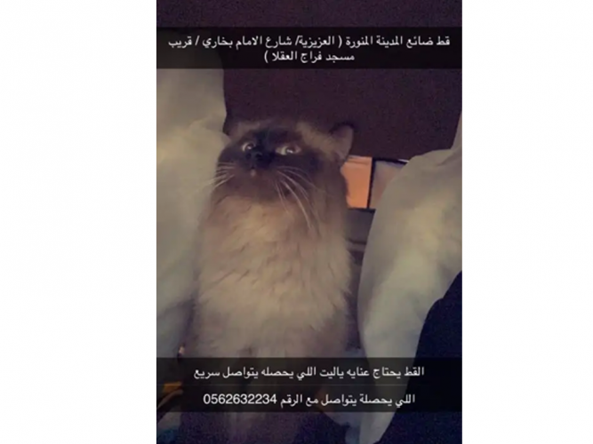  قط مفقود في العزيزية مكافأة لمن يجده