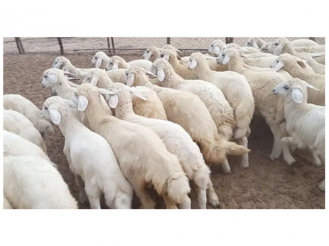  بهم تربيه حري طليان ورخال نظيف