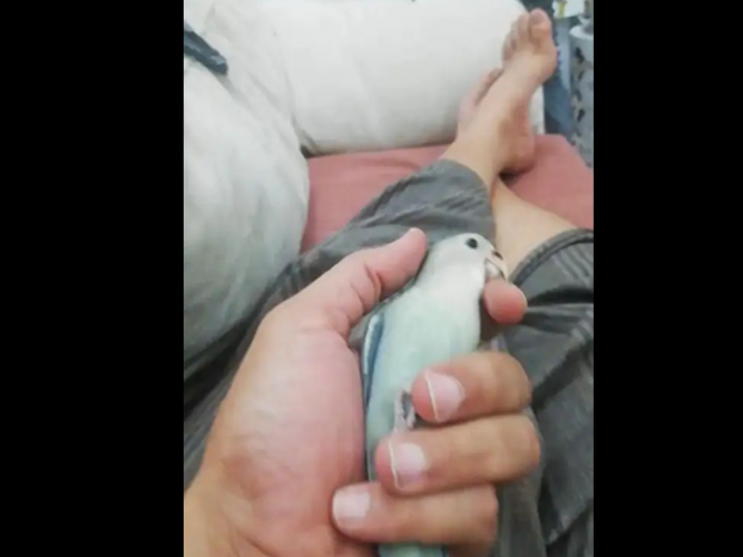  روز مفقود امس الفجر
