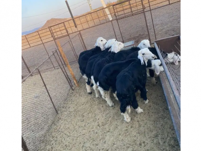  طليان و رخال نجد