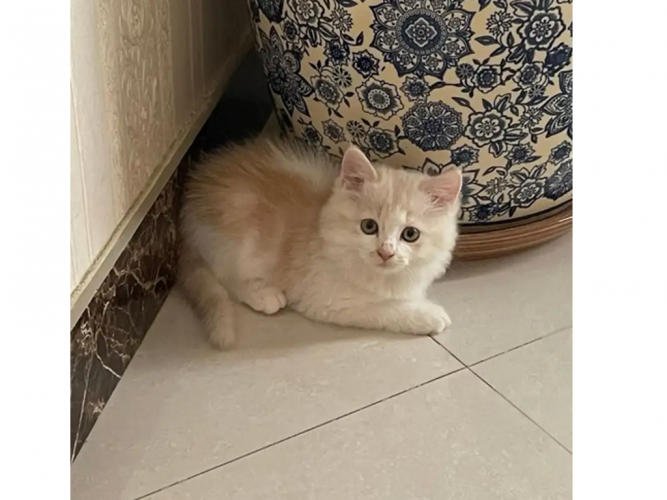  قط شيرازي