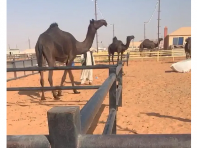  للبيع بكره مجهم طيبه