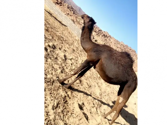  ابل للبيع