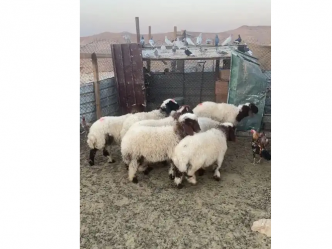  نعيم ذبايح