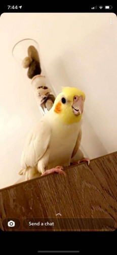  طيور كروان