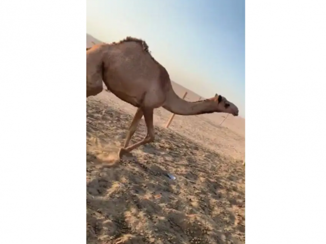  بكره حقه