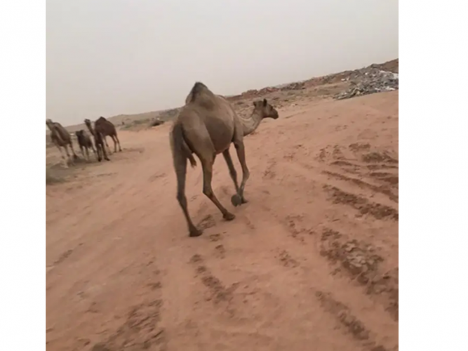 3 نياق مفقودات