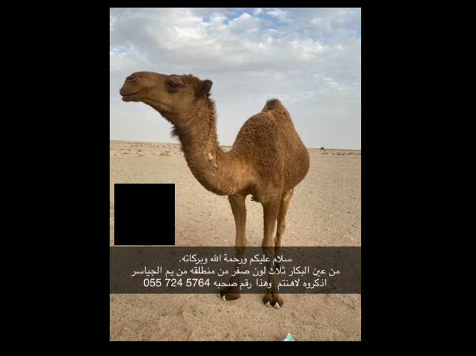  من عين البكار ثلاث لون اصفر