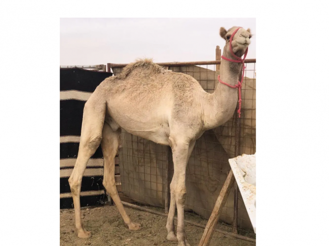  قعود البيع