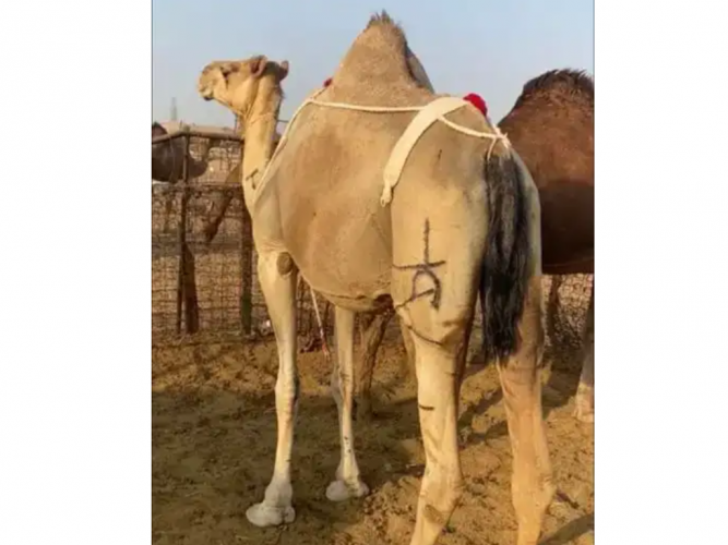  ناقه ضايعه في جدة الخمره