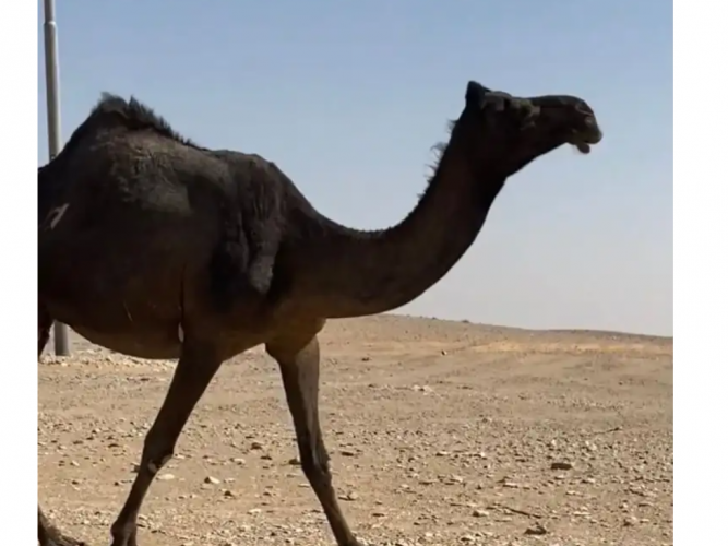  ضروبه مجهم كفو