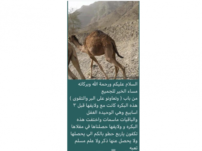  اعلان عن بكره مفقودة