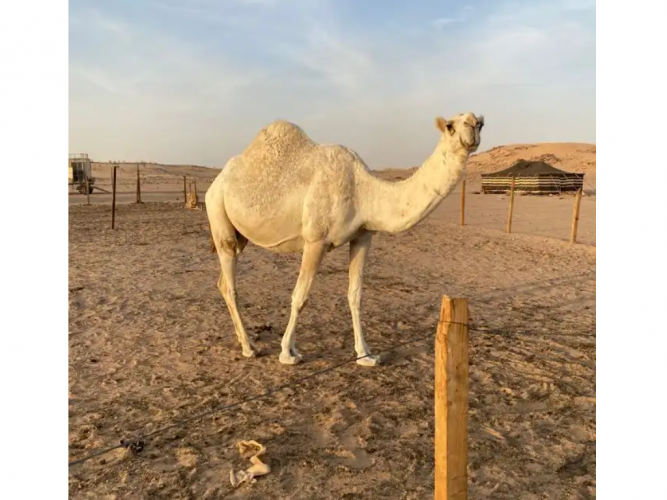  نياق وضح للبيع