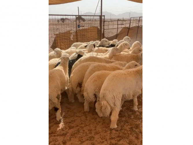  طليان