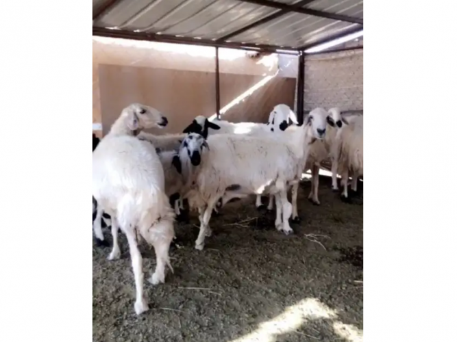  ضان دفيع