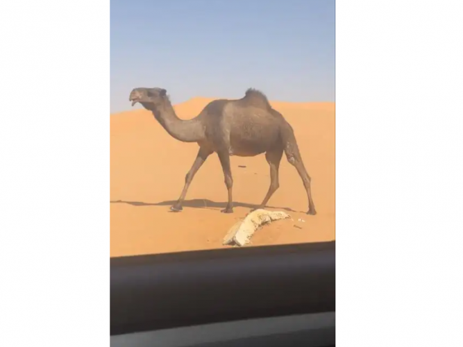  لقحه صفرا