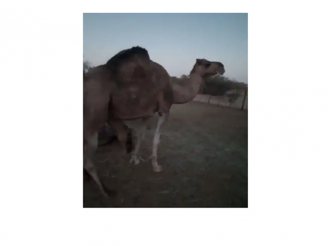  ناقه خلفه للبيع