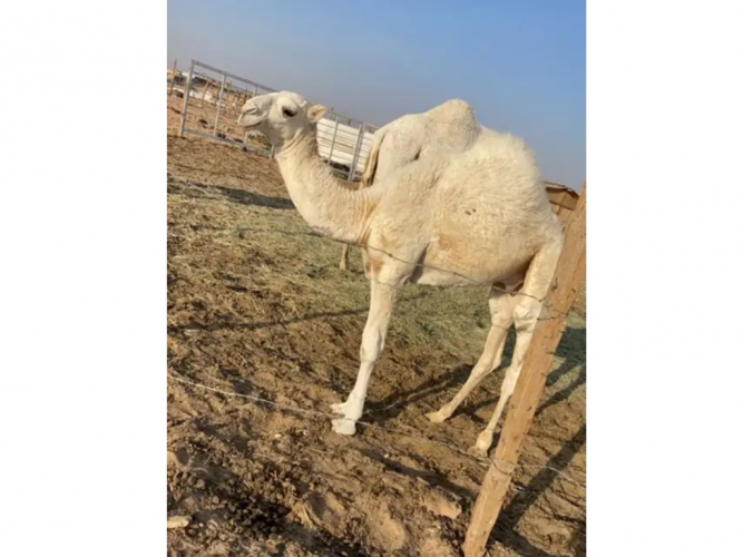  للبيع قعود مغلق شحم