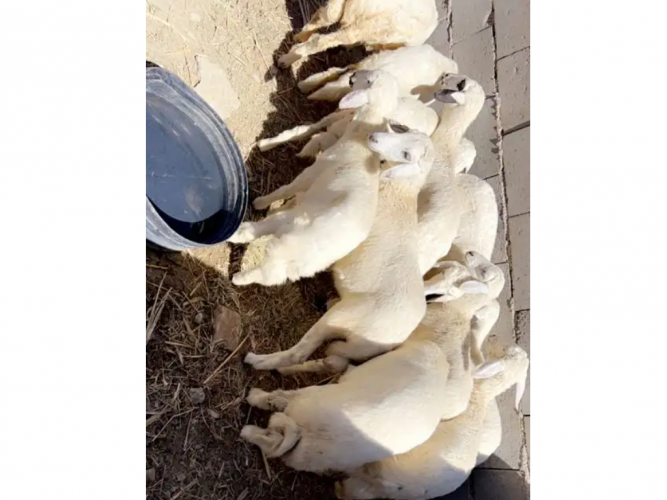  خرفان ورخال