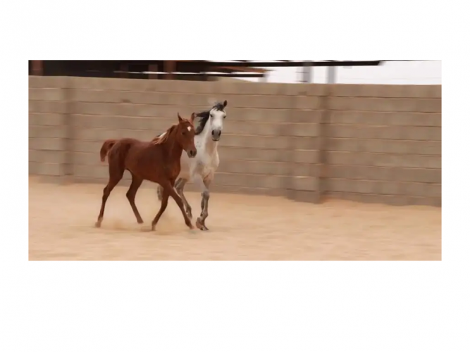  مهره شعبيه