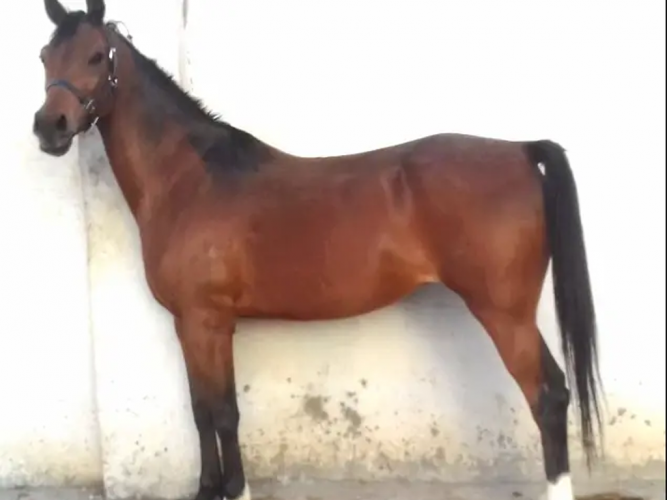  فرس عربيه (واهو) فاخره