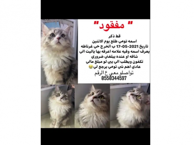  قط مفقود