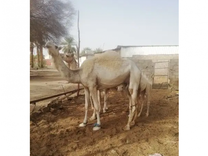  خلفة بكر