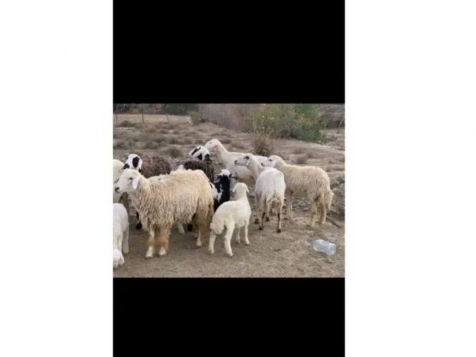 غنم صنف للبيع