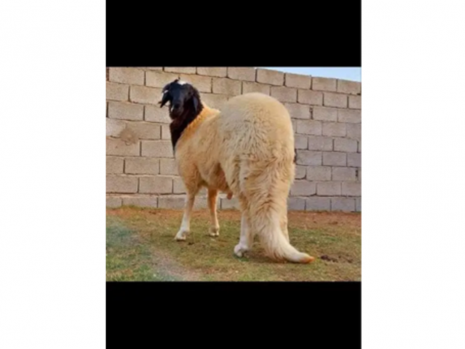  تيس مفقود