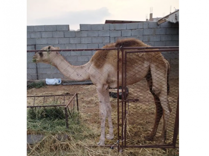  قعود للبيع