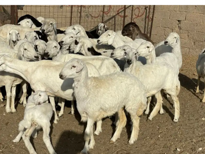 غنم حريات