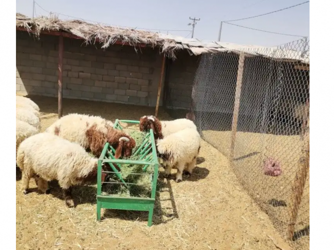  12 خروف نعيم طيب جدا