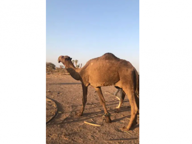  جمل اصفر طيب