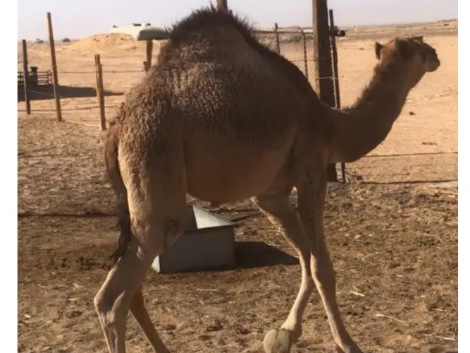  للبيع قعدان
