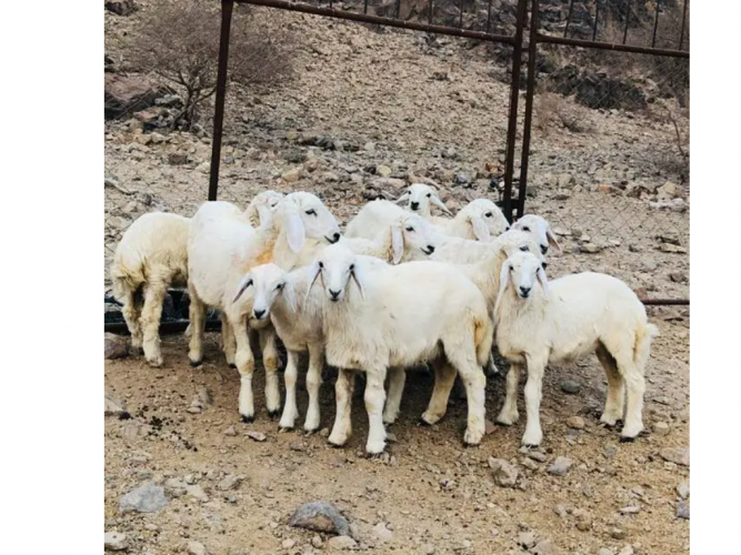  طليان ورخال تفريد