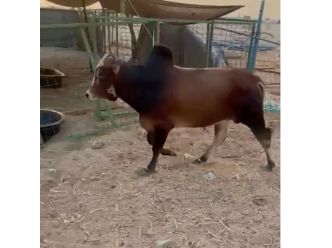 عجل بلدي مفقود
