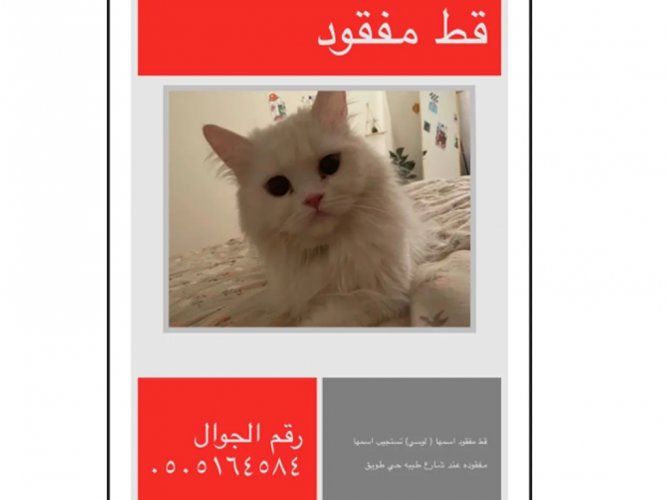  قط مفقود بحي طويق شارع طيبه