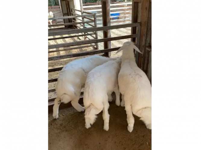 ثلاثة طليان حريات