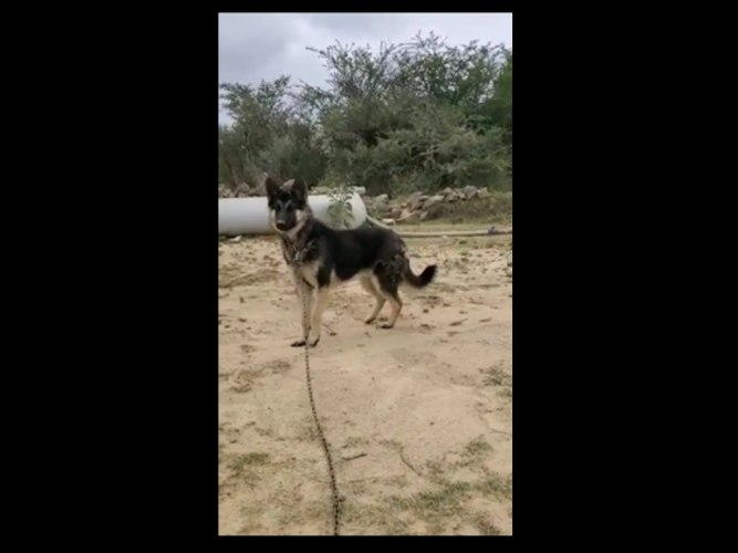  فقدت كلب جيرمني